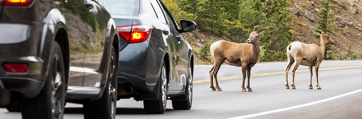 自動車と野生動物のイメージ