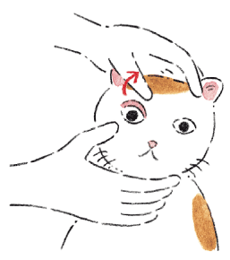 目をみてもらう猫