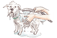 シャワーをする犬